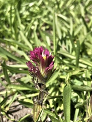 Castilleja lemmonii