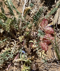 Astragalus lentiginosus semotus