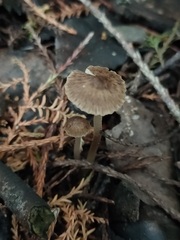 Pseudohydropus parafunebris