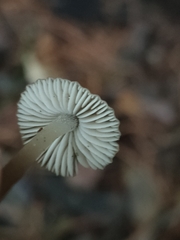 Pseudohydropus parafunebris