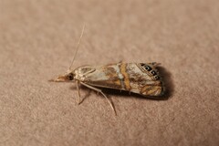 Euchromius anapiellus