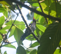 Chrysococcyx xanthorhynchus