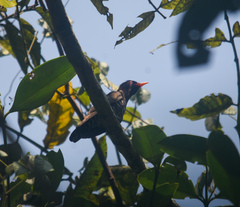 Chrysococcyx xanthorhynchus