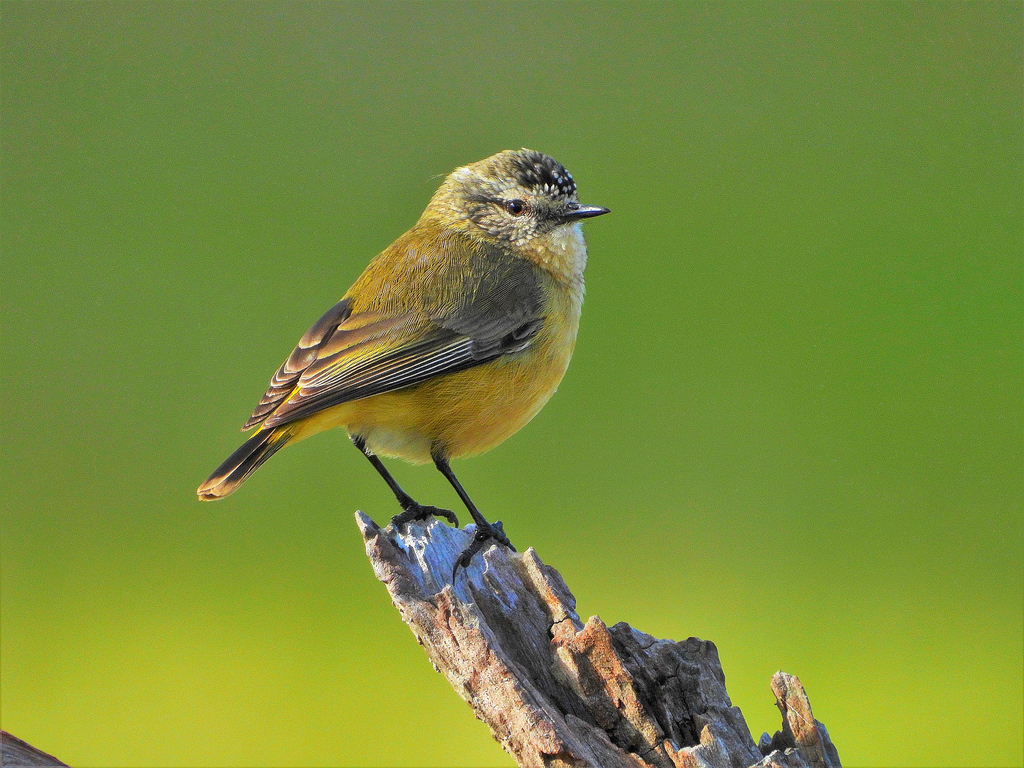 Yellow-Rumped Thornbill