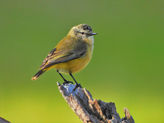 Yellow-Rumped Thornbill photo 1