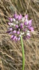 Allium cretaceum