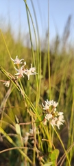 Cynanchinae