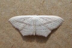 Scopula emutaria