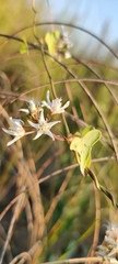 Cynanchinae