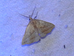 Macrochilo absorptalis