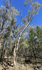 Eucalyptus chloroclada