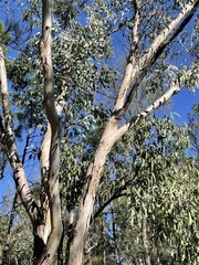 Eucalyptus chloroclada