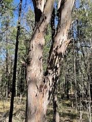 Eucalyptus chloroclada