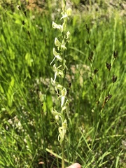 Platanthera × lassenii