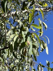 Eucalyptus chloroclada