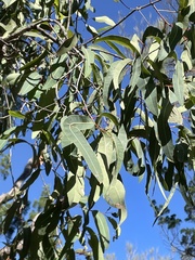 Eucalyptus chloroclada