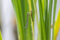 Chalcolestes viridis