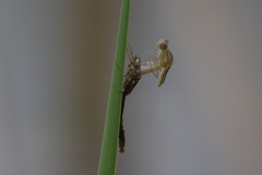 Chalcolestes viridis