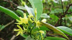Cryptolepis buchananii
