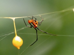 Argyrodes miniaceus
