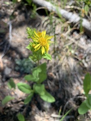 Oreochrysum parryi