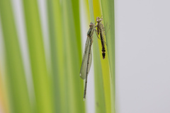 Chalcolestes viridis