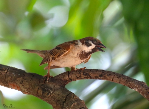 Eurasian Tree Sparrow