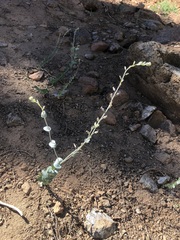 Streptanthus barbatus