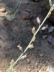 Streptanthus barbatus