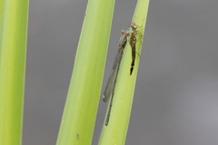 Chalcolestes viridis