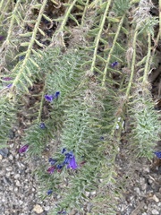 Echium