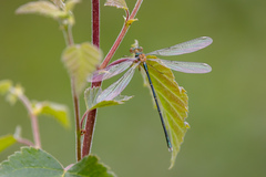 Chalcolestes viridis