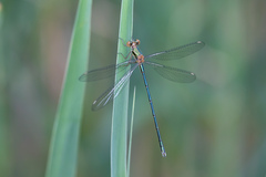 Chalcolestes viridis