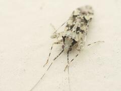 Phytocoris tiliae
