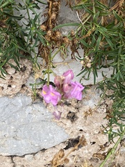 Antirrhinum majus