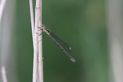 Chalcolestes viridis