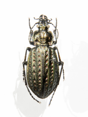 Carabus clatratus