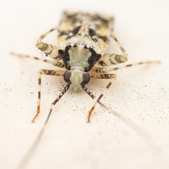 Phytocoris tiliae