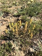 Castilleja arachnoidea