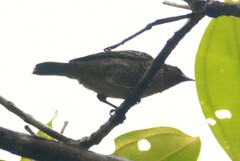 Ixothraupis rufigula