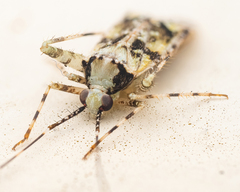 Phytocoris tiliae