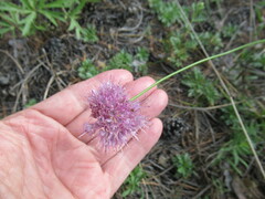 Allium splendens