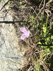 Calochortus uniflorus
