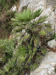 Chamaerops humilis