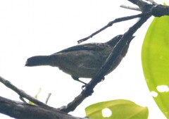 Ixothraupis rufigula