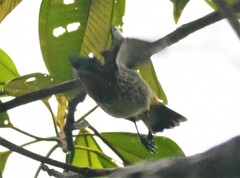 Ixothraupis rufigula