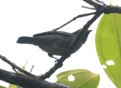 Ixothraupis rufigula