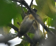 Ixothraupis rufigula