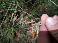 Carex serratodens