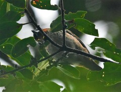 Ixothraupis rufigula